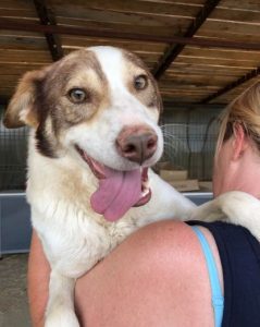 Dylan a white and tan Romanian rescue dog | 1 Dog at a Time Rescue UK