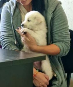 Eddie a white Romanian rescue dog | 1 Dog at a Time Rescue UK