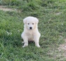 Eddie a white Romanian rescue dog | 1 Dog at a Time Rescue UK