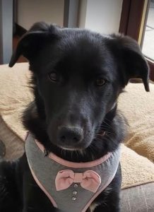 Oana a black Romanian rescue dog | 1 Dog at a Time Rescue UK