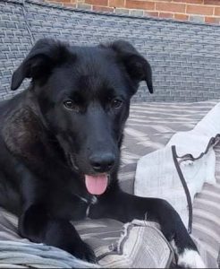 Oana a black Romanian rescue dog | 1 Dog at a Time Rescue UK