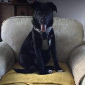 Oana a black Romanian rescue dog | 1 Dog at a Time Rescue UK