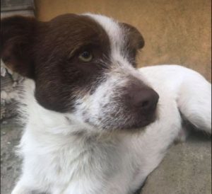 Fudge a white and Brown Romanian rescue dog | 1 Dog at a Time Rescue UK