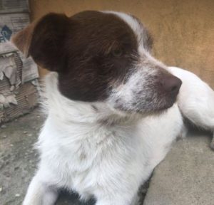 Fudge a white and Brown Romanian rescue dog | 1 Dog at a Time Rescue UK