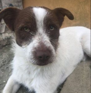 Fudge a white and Brown Romanian rescue dog | 1 Dog at a Time Rescue UK