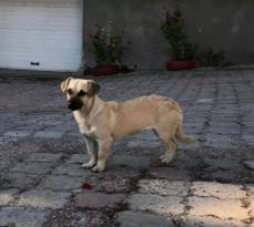 Honey a tan Romanian rescue dog | 1 Dog at a Time Rescue UK