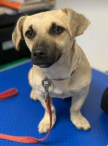 Honey a tan Romanian rescue dog | 1 Dog at a Time Rescue UK