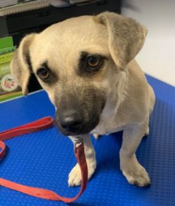 Honey a tan Romanian rescue dog | 1 Dog at a Time Rescue UK