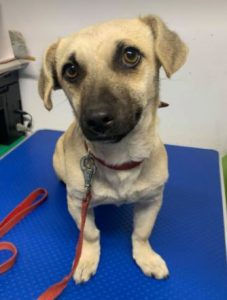 Honey a tan Romanian rescue dog | 1 Dog at a Time Rescue UK