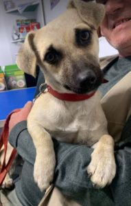 Honey a tan Romanian rescue dog | 1 Dog at a Time Rescue UK