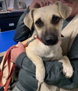 Honey a tan Romanian rescue dog | 1 Dog at a Time Rescue UK