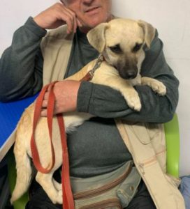 Honey a tan Romanian rescue dog | 1 Dog at a Time Rescue UK