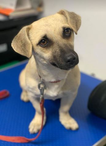 Honey a tan Romanian rescue dog 9_1 Dog at a Time Rescue UK Honey a tan Romanian rescue dog | 1 Dog at a Time Rescue UK