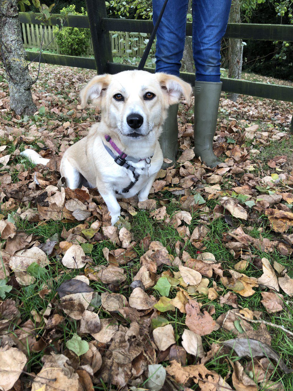 Hope a three legged rescue dog in autumn leaves Hope a cream rescue dog on an autumn walk 1 Dog At a Time Rescue UK | Dedicated To Rescuing and Rehoming Romanian Street Dogs
