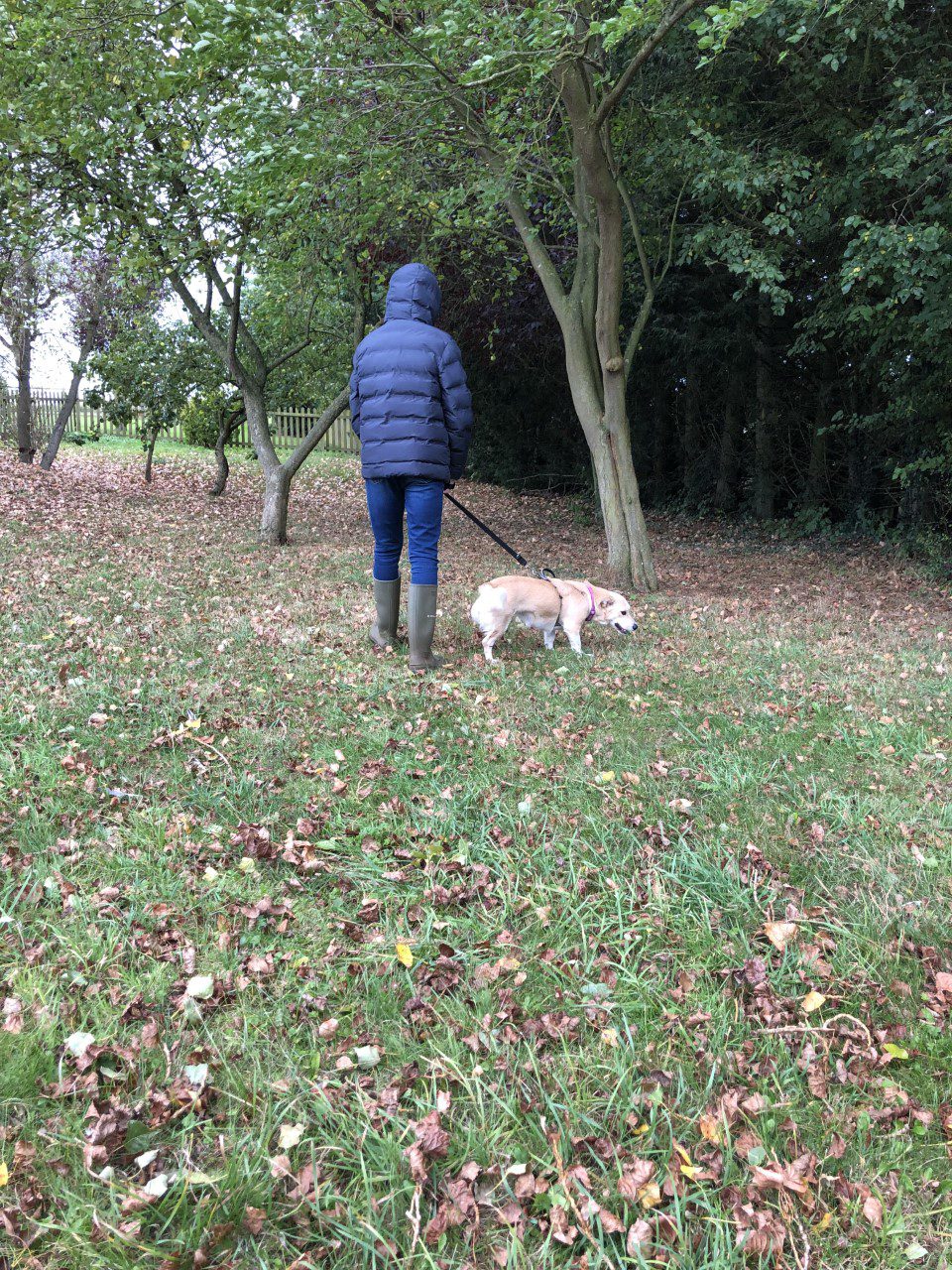 Hope a three legged rescue dog on a walk 1 Dog At a Time Rescue UK | Dedicated To Rescuing and Rehoming Romanian Street Dogs