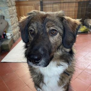 Ian a brown and white romanian rescue dog | 1 dog at a time rescue uk