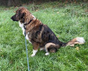 Ian a brown and white romanian rescue dog | 1 dog at a time rescue uk