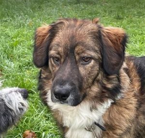 Ian a brown and white romanian rescue dog | 1 dog at a time rescue uk