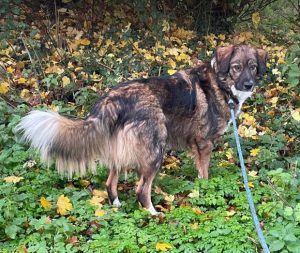 Ian a brown and white romanian rescue dog | 1 dog at a time rescue uk