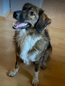 Ian a brown and white romanian rescue dog | 1 dog at a time rescue uk