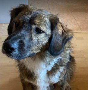 Ian a brown and white romanian rescue dog | 1 dog at a time rescue uk