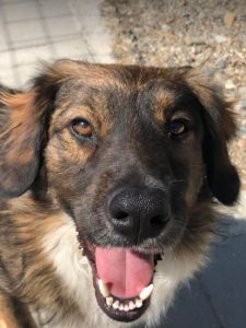 Ian a brown and white romanian rescue dog | 1 dog at a time rescue uk