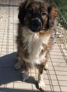 Ian a brown and white romanian rescue dog | 1 dog at a time rescue uk