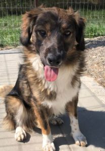 Ian a brown and white romanian rescue dog | 1 dog at a time rescue uk