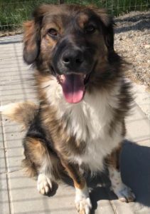 Ian a brown and white romanian rescue dog | 1 dog at a time rescue uk