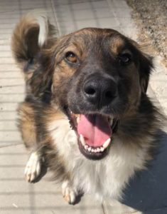 Ian a brown and white romanian rescue dog | 1 dog at a time rescue uk