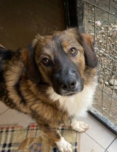 Ian a brown and white romanian rescue dog | 1 dog at a time rescue uk