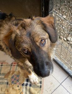 Ian a brown and white romanian rescue dog | 1 dog at a time rescue uk