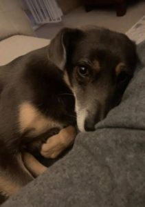 Jude a grey and tan Romanian rescue dog | 1 Dog at a Time Rescue UK