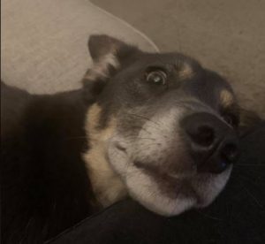 Jude a grey and tan Romanian rescue dog | 1 Dog at a Time Rescue UK