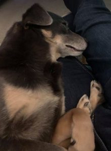 Jude a grey and tan Romanian rescue dog | 1 Dog at a Time Rescue UK