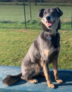 Jude a grey and tan Romanian rescue dog | 1 Dog at a Time Rescue UK
