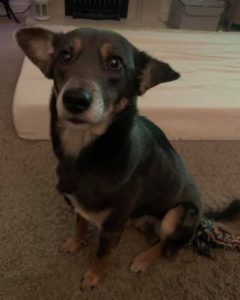 Jude a grey and tan Romanian rescue dog | 1 Dog at a Time Rescue UK