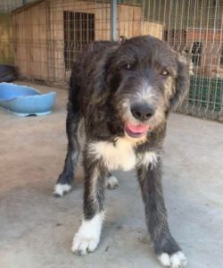 Lacey a brown and white Romanian rescue dog | 1 Dog at a Time Rescue UK