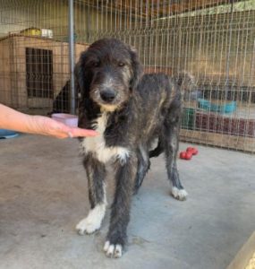 Lacey a brown and white Romanian rescue dog | 1 Dog at a Time Rescue UK