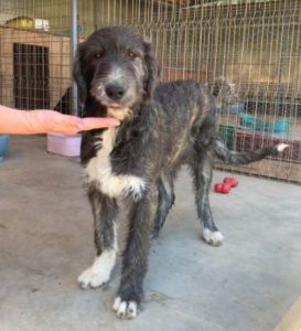 Lacey a brown and white Romanian rescue dog | 1 Dog at a Time Rescue UK