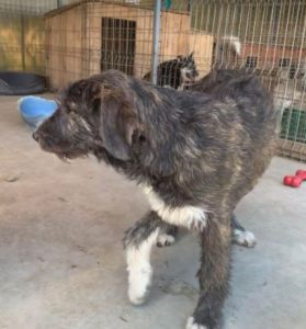 Lacey a brown and white Romanian rescue dog | 1 Dog at a Time Rescue UK