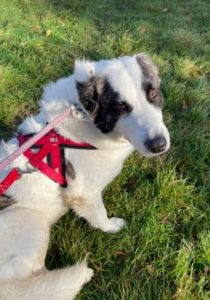 Lena Romanian rescue dog | 1 Dog at a Time Rescue UK