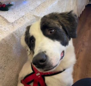 Lena Romanian rescue dog | 1 Dog at a Time Rescue UK