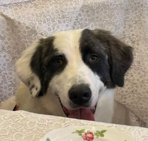 Lena Romanian rescue dog | 1 Dog at a Time Rescue UK