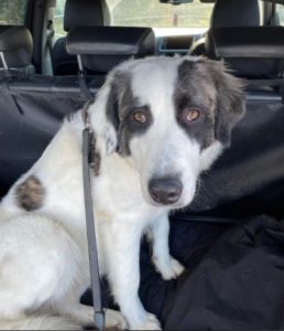 Lena Romanian rescue dog | 1 Dog at a Time Rescue UK