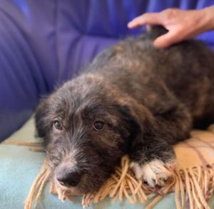 Lacey a brown and white Romanian rescue dog | 1 Dog at a Time Rescue UK