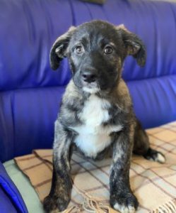 Lola a brown and white Romanian rescue dog | 1 Dog at a Time Rescue UK