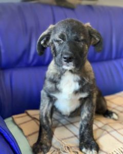 Lola a brown and white Romanian rescue dog | 1 Dog at a Time Rescue UK