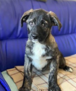 Lola a brown and white Romanian rescue dog | 1 Dog at a Time Rescue UK