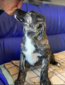 Lola a brown and white Romanian rescue dog | 1 Dog at a Time Rescue UK